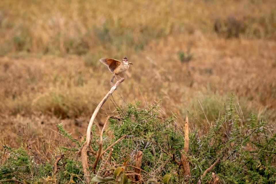 (Passeriformes: Alaudidae) Mirafra africana, Rödnackad lärka / Rufous-naped lark