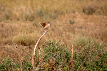 (Passeriformes: Alaudidae) Mirafra africana, Rödnackad lärka / Rufous-naped lark