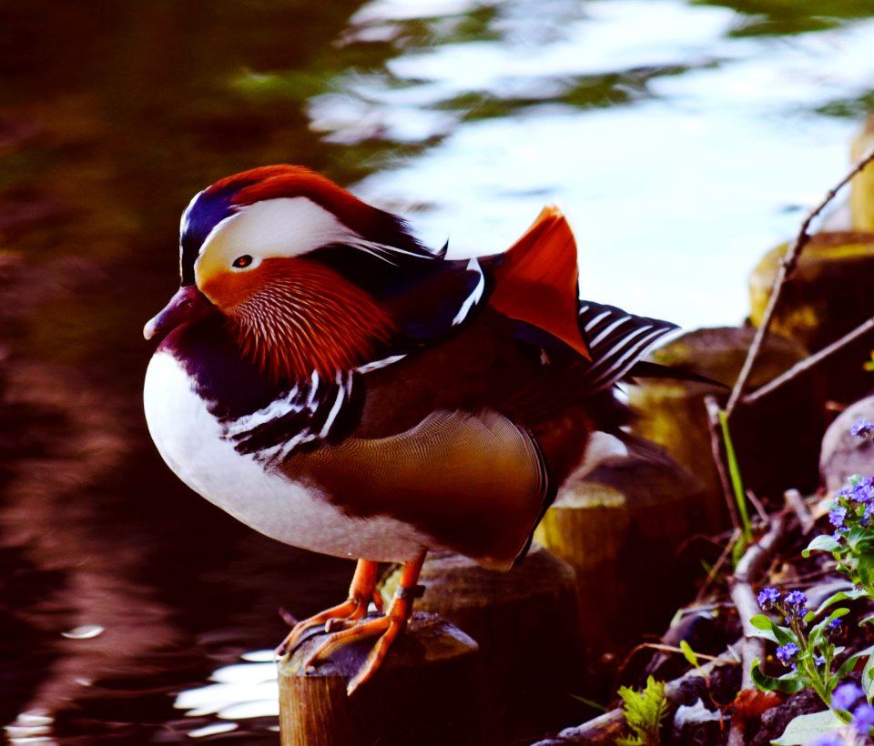 Mandarin Duck
