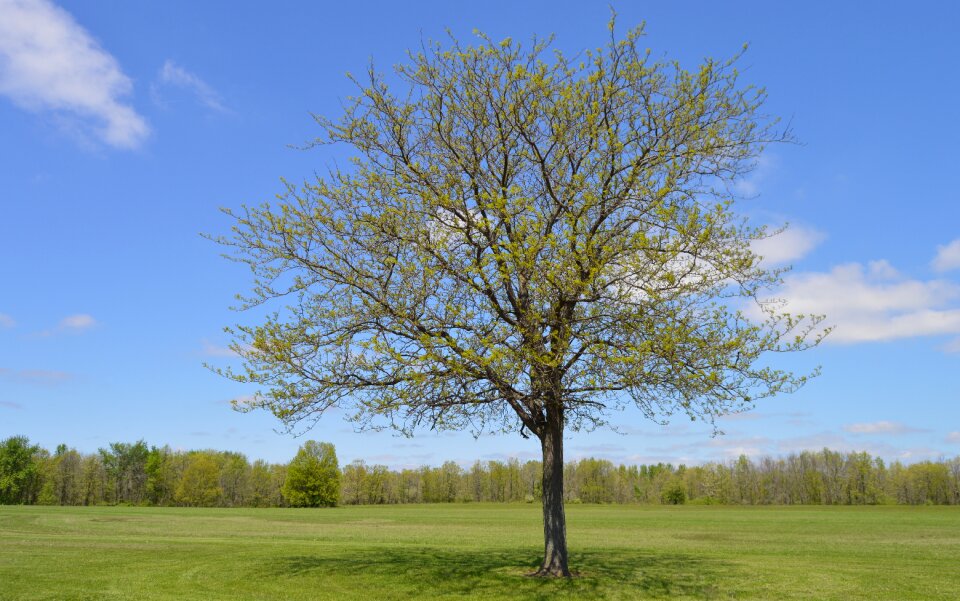 Nature landscape green