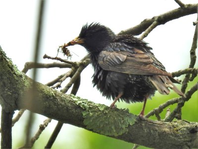 (Passeriformes: Sturnidae) Sturnus vulgaris, Stare / Starling