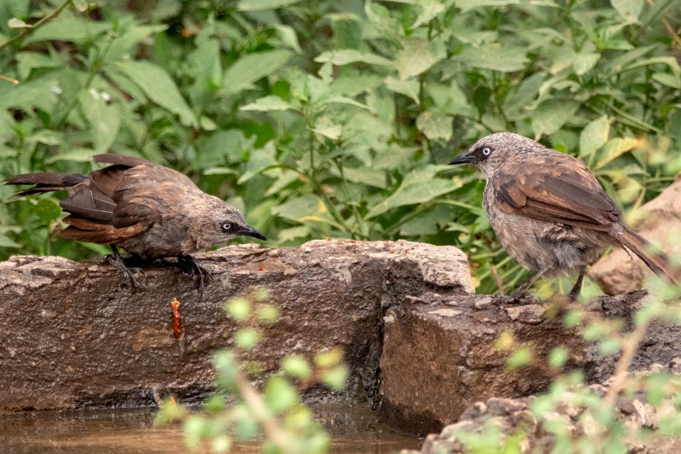 (Passeriformes: Leiothrichidae) Turdoides sharpei, Tygelskriktrast / Black-lored babbler