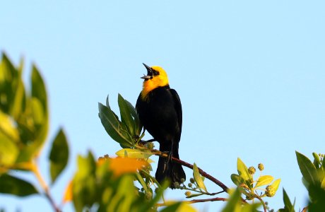 Yellow-headed Blackbird, Trinidad photo