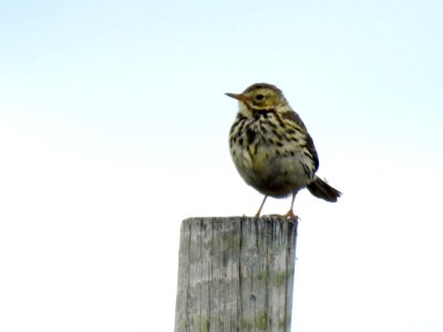 (Passeriformes: Motacillidae) Anthus pratensis, Ängspiplärka / Meadow pipit