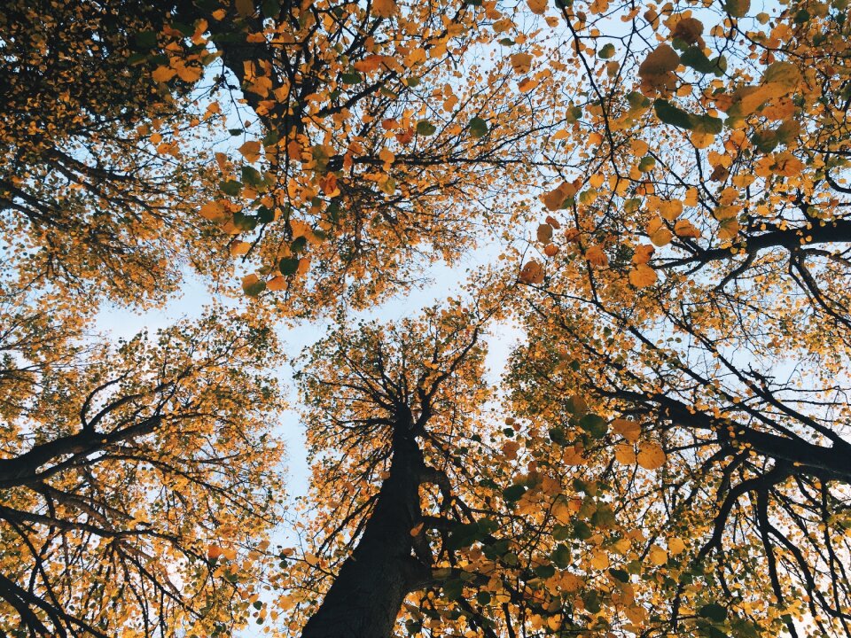 Deciduous looking up wood