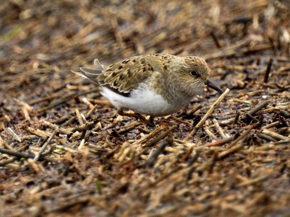 (Charadriiformes: Scolopacidae) Calidris temminckii, Mosnäppa / Temminck's stint