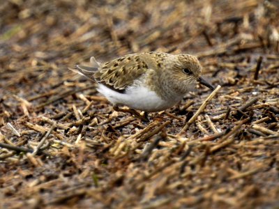 (Charadriiformes: Scolopacidae) Calidris temminckii, Mosnäppa / Temminck's stint
