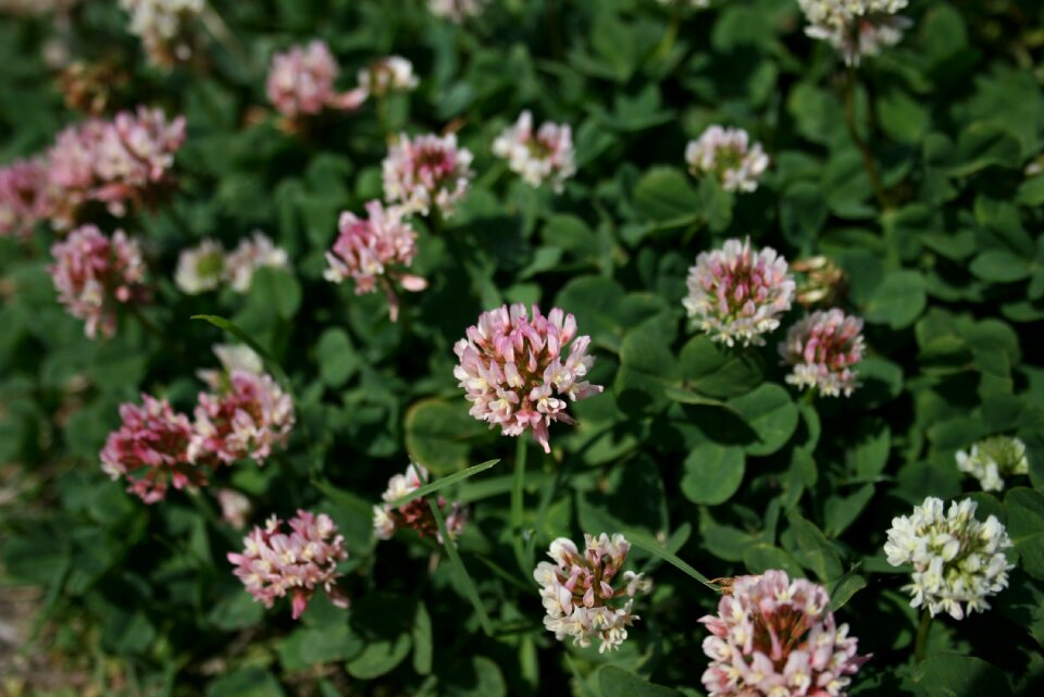 Spring summer green