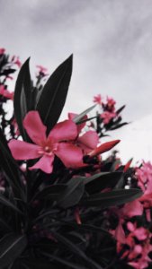 Oleander photo