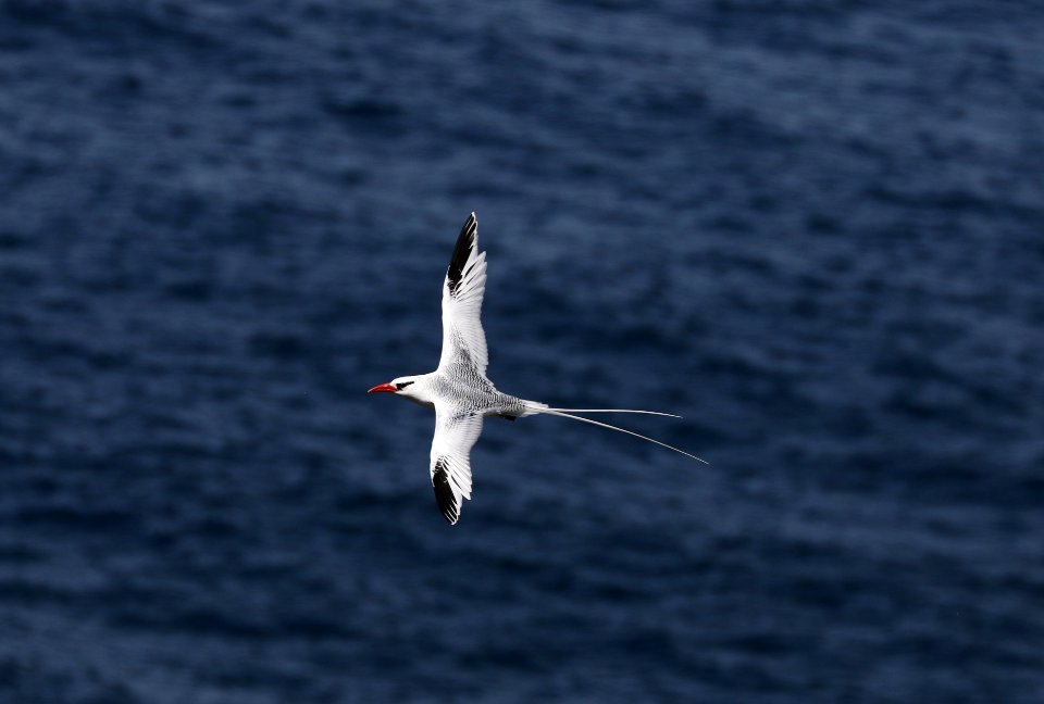 Red-billed Tropicbird, Little Tobago