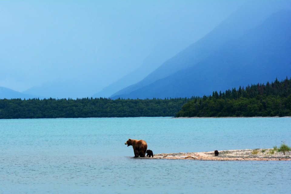 Mother grizzly with cubs on the edge of Naknek Lake. Katmai National Park, Alaska