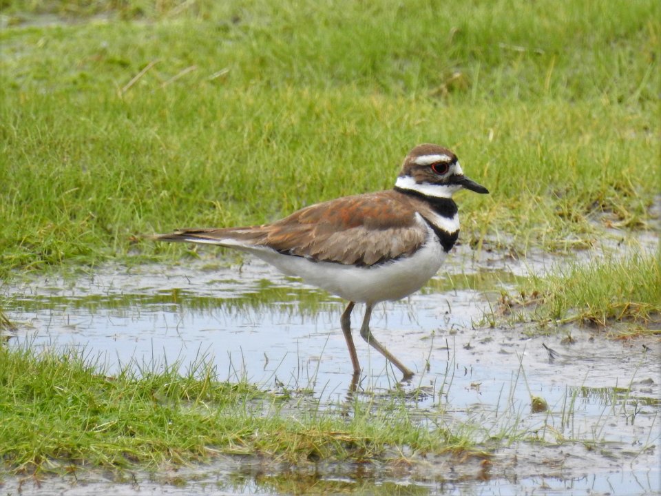 (Charadriiformes: Charadriidae) Charadrius vociferus, Skrikstrandpipare / Killdeer
