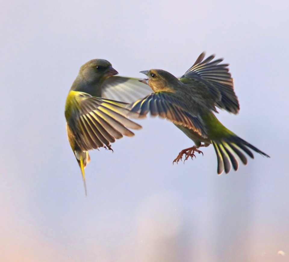 728A6546-crop-crop filtered