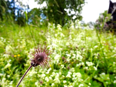 (Rosales: Rosaceae) Geum rivale, Humleblomster / Water avens