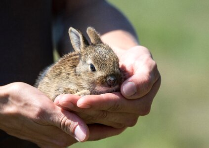 Rescue small animal