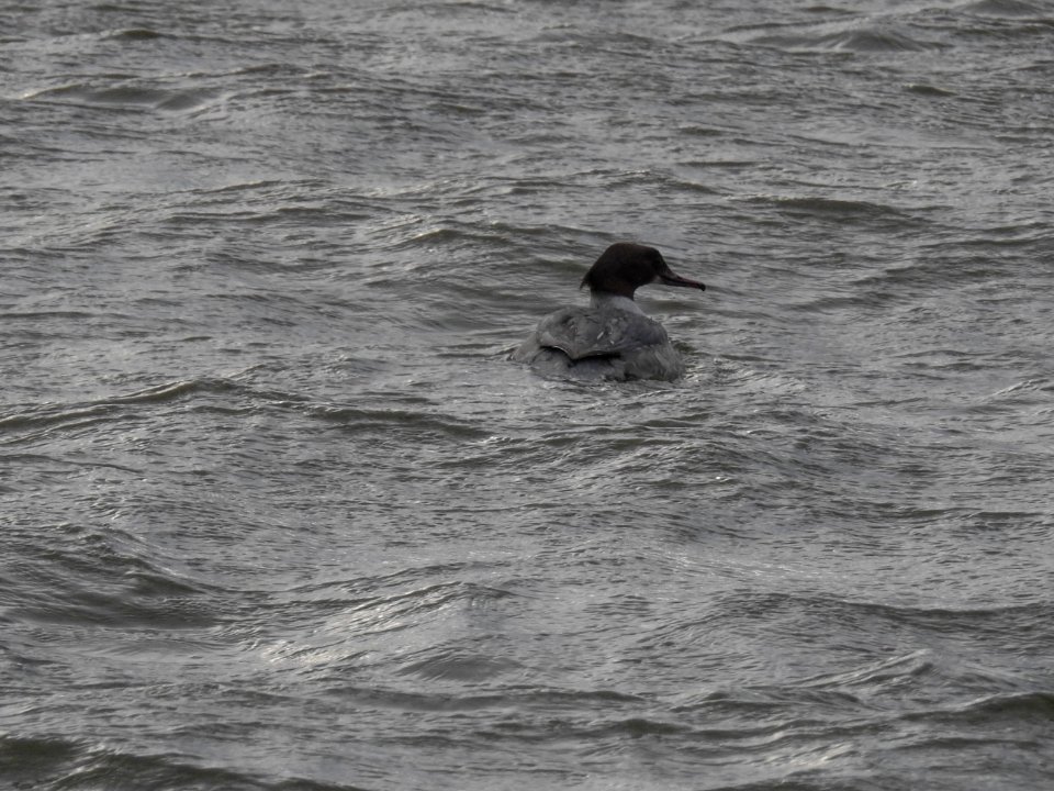 (Anseriformes: Anatidae) Mergus merganser ♀, Storskrake / Common merganser