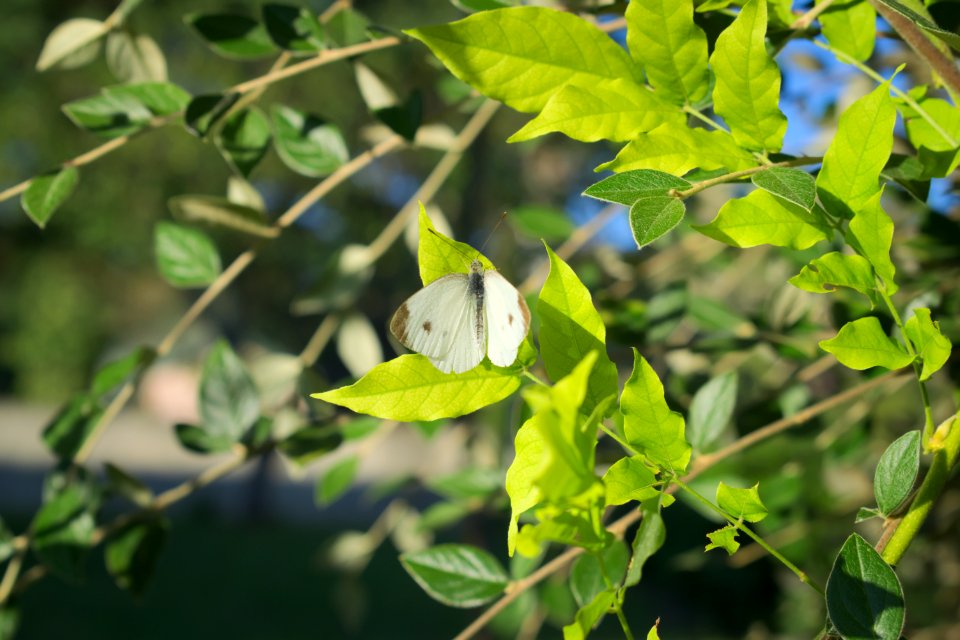 DSC 0106