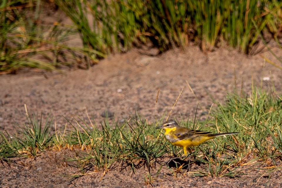 (Passeriformes: Motacillidae) Motacilla flava, Gulärla / Yellow wagtail