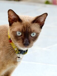 Animal stray kitty