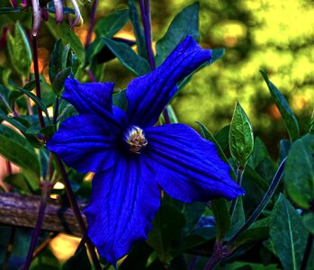 Macro flower blue photo