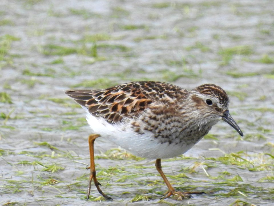 (Charadriiformes: Scolopacidae) Calidris minutilla, Dvärgsnäppa / Least sandpiper