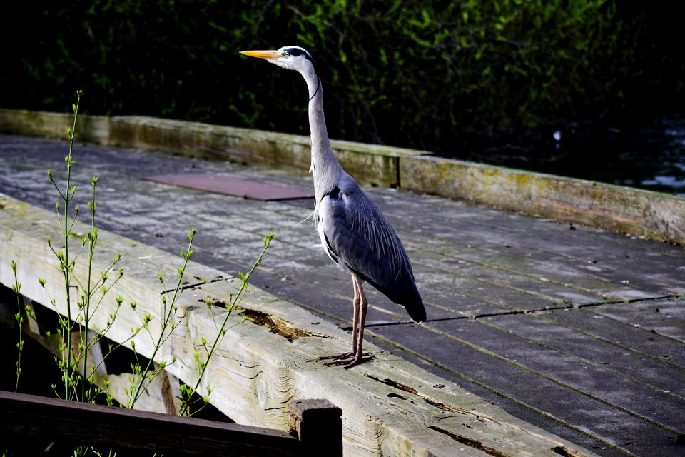 Gray Heron, St James's Park, London