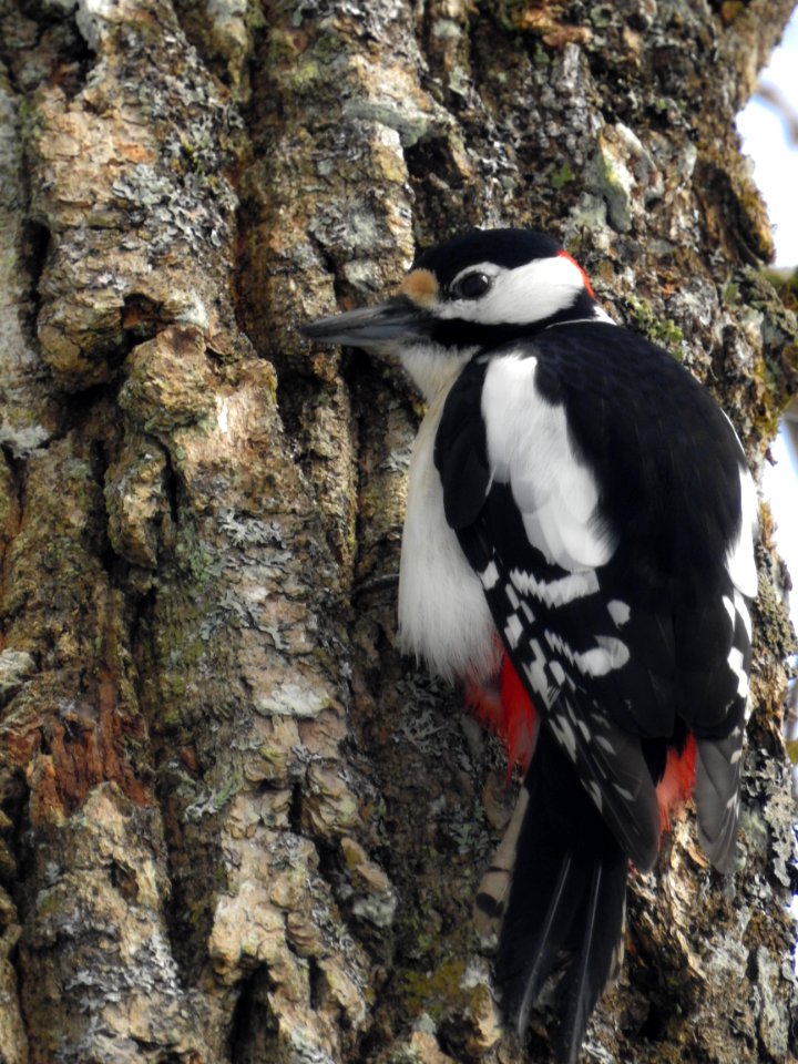 (Piciformes: Picidae) Dendrocopos major ♂, Större hackspett / Great spotted woodpecker