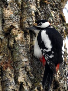 (Piciformes: Picidae) Dendrocopos major ♂, Större hackspett / Great spotted woodpecker