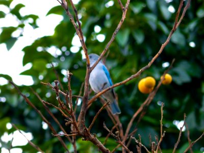 pajaro celeste