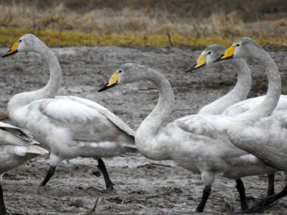 (Anseriformes: Anatidae) Cygnus cygnus, Sångsvan / Whooper swan