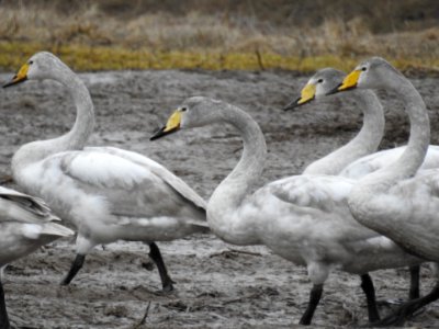 (Anseriformes: Anatidae) Cygnus cygnus, Sångsvan / Whooper swan