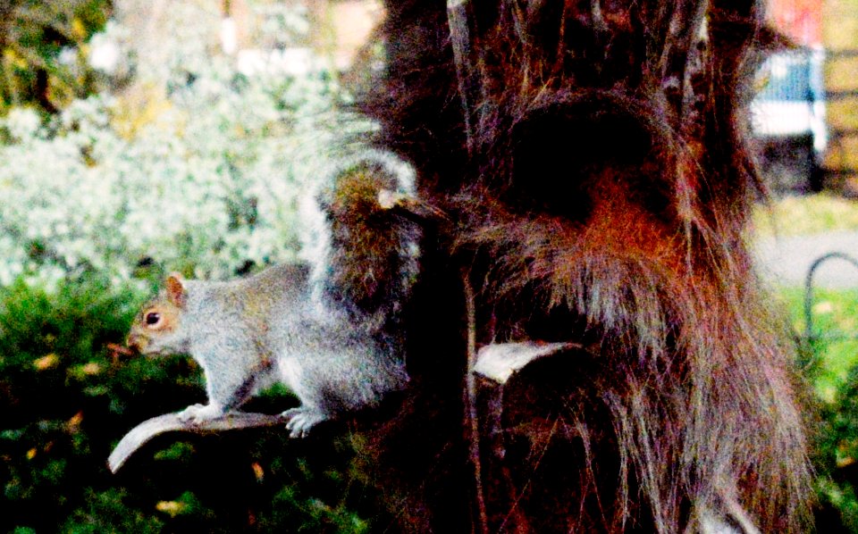 Squirrel and impressionism.