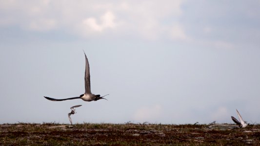 (Charadriiformes: Stercorariidae) Stercorarius longicaudus, Fjällabb / Long-tailed skua