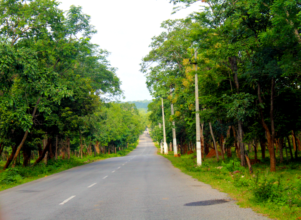 Roadway amid Forest