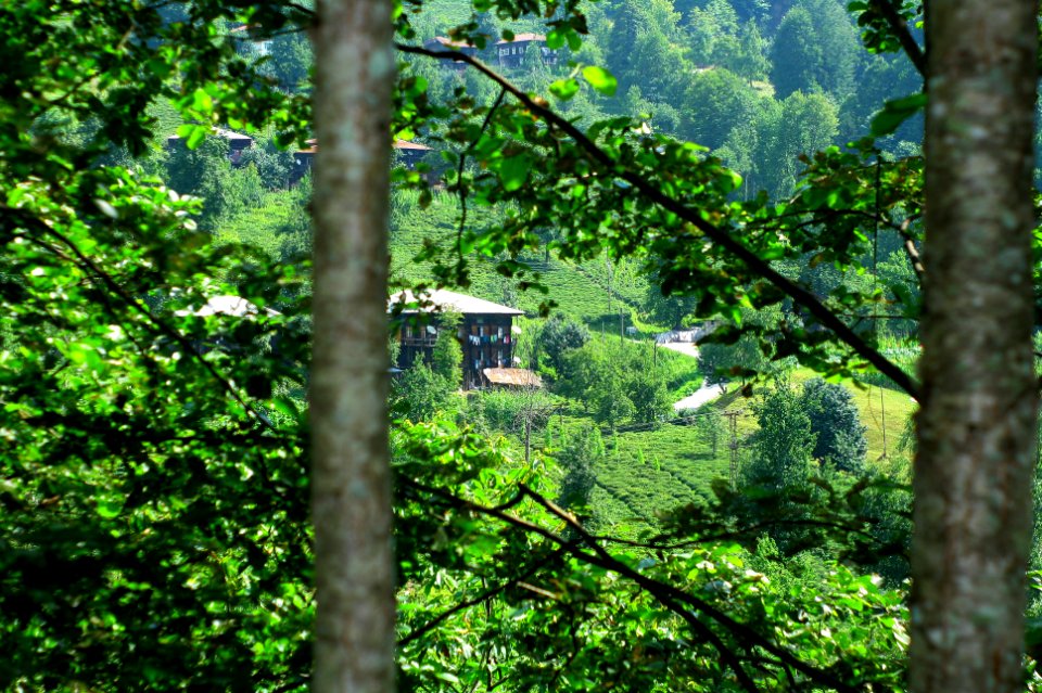 Başköy Senoz Çayeli
