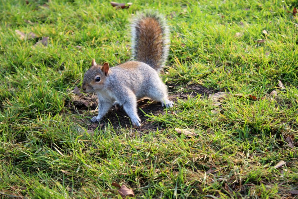 Grass england animal