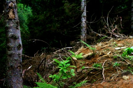 Çahçor yaylası Senoz Çayeli Rize