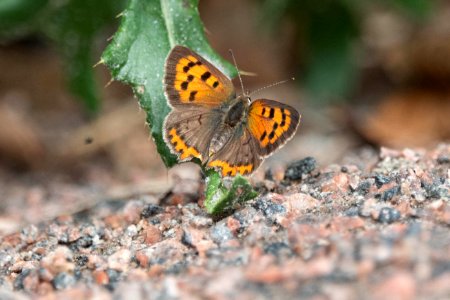(Lepidoptera: Lycaenidae) Lycaena phlaeas, Mindre guldvinge / Small copper photo