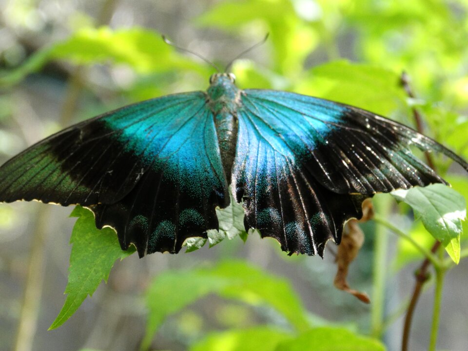 Insect wing green butterfly