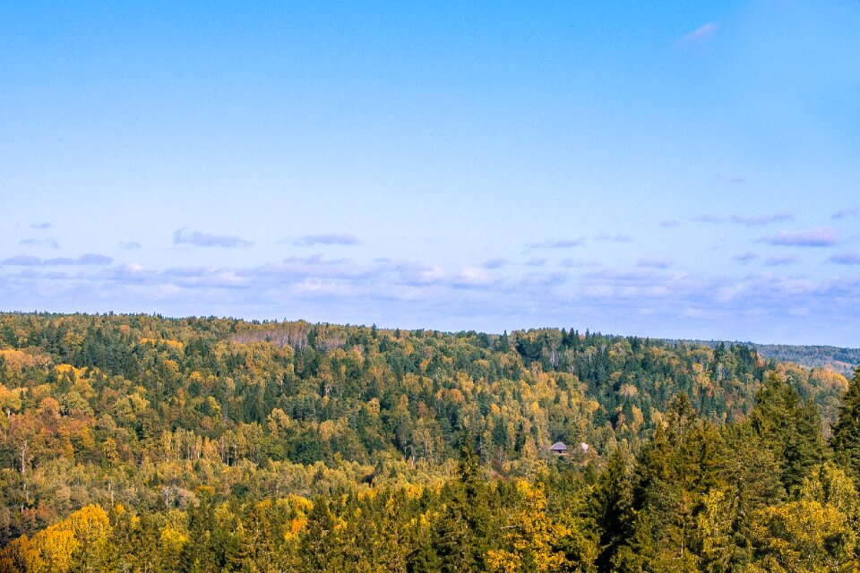 Forest nature green