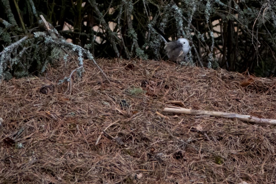 (Passeriformes: Aegithalidae) Aegithalos caudatus, Stjärtmes / Long-tailed tit