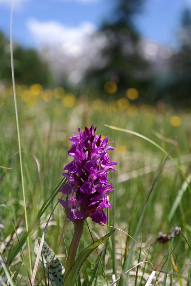 Flower alpine meadows orchid