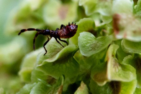 (Hemiptera: Coreidae) Coreus marginatus, Dock bug