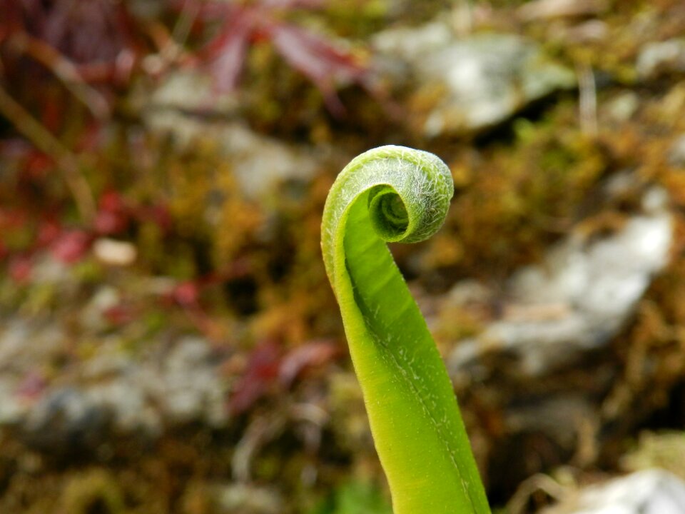 Plant foliage nature