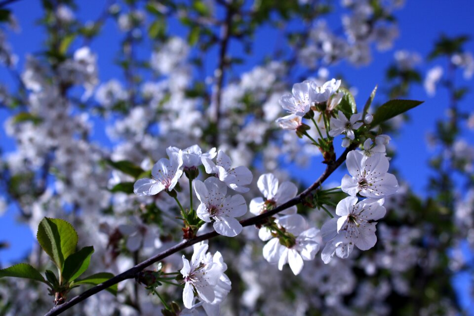 Blue cherry blossom flower