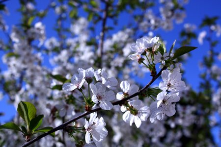 Blue cherry blossom flower photo