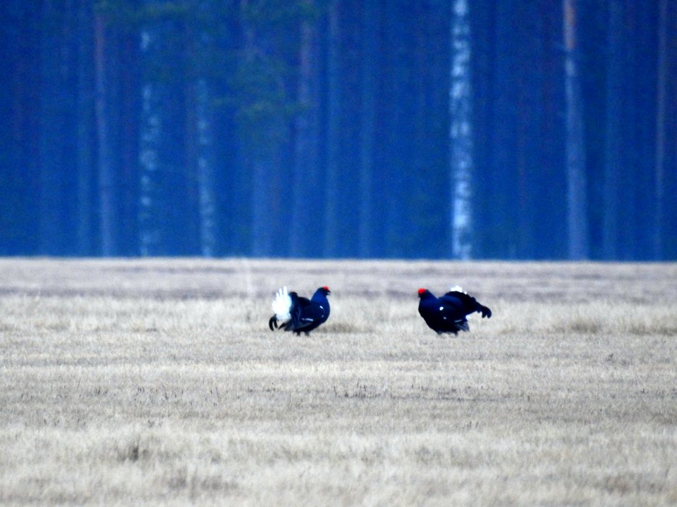 (Galliformes: Phasianidae) Tetrao tetrix, Orre / Black grouse