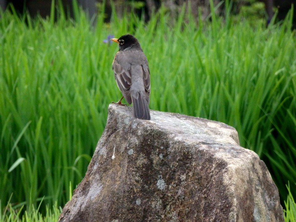 American robin photo