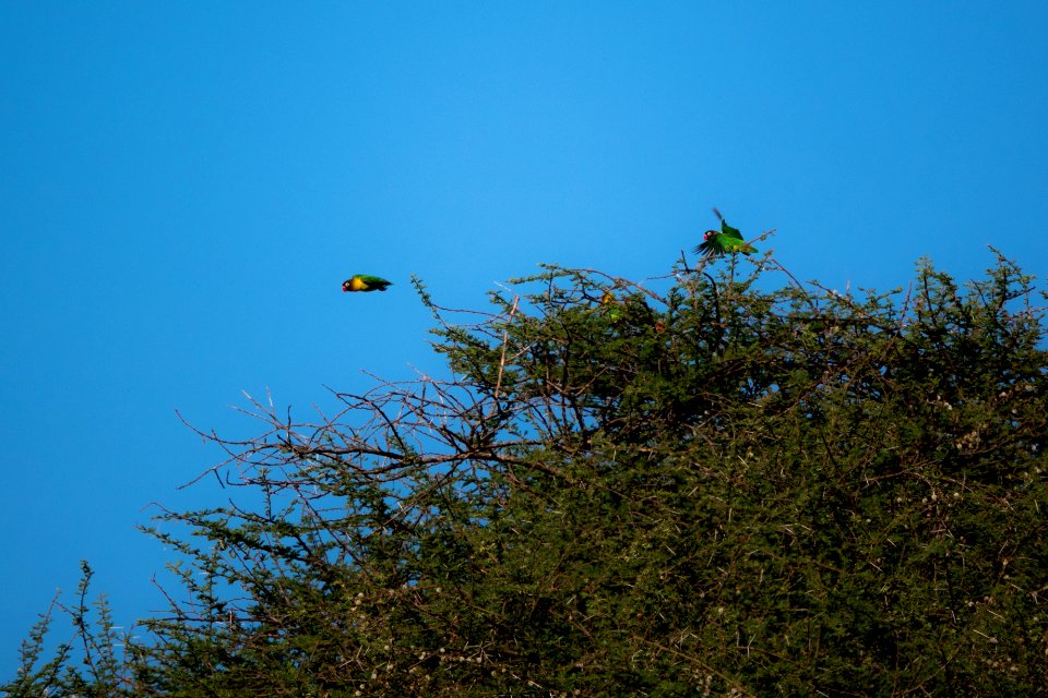 (Psittaciformes: Psittaculidae) Agapornis personatus, Svarthuvad dvärgpapegoja / Yellow-collared lovebird