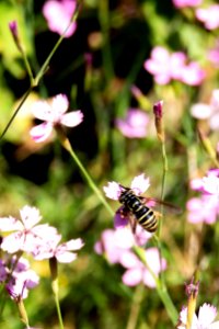 (Diptera: Syrphidae) Spilomyia manicata, Svartfotad trädblomfluga